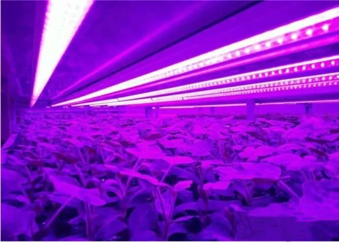 Full Spectrum Led Grow Light Full Spectrum Led Grow Light